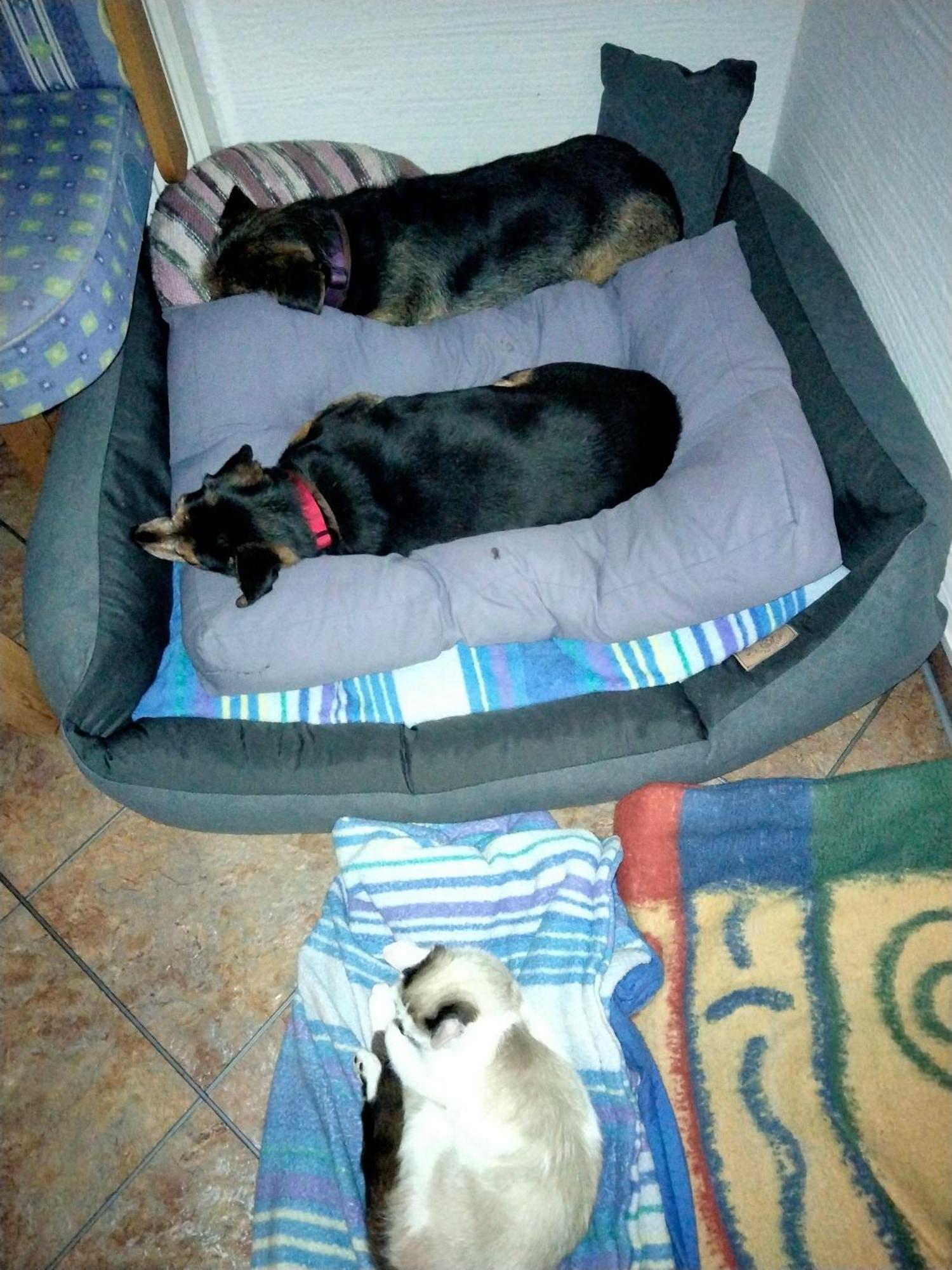 Ferienwohnung Trixi Hollersbach im Pinzgau Luaran gambar